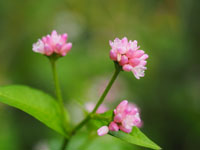 ミゾソバの花
