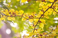 アオハダ黄葉と実