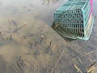 ニホンアカガエルの卵隗調査3回目