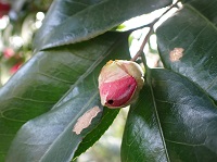 ヤブツバキの花とスギタニモンキリガ?幼虫