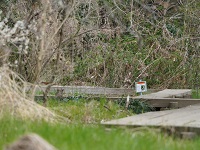 木道を駆けるイタチ