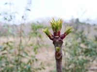 ゴンズイ冬芽と芽吹き