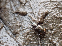 アトモンミズギワゴミムシ