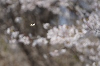 ソメイヨシノとツマキチョウ