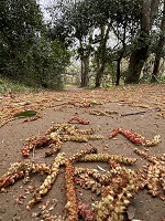 イヌシデとアカシデの花穂