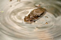 アズマヒキガエルのペアの包接