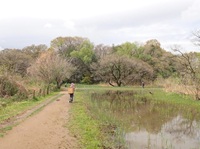 卵塊調査の風景