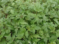 アサトビハムシ