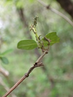 イチモンジチョウの幼虫の越冬巣
