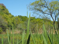 フトネクイハムシ