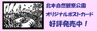 �����I���W�i���̃|�X�g�J�[�h�B�G�߂��ƂɂW��ނ���A�P���P�O�O�~�ł��B���R�w�K�Z���^�[�ɂČ��蔭�����I