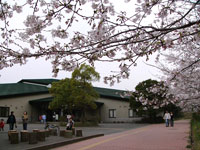 自然学習センターとソメイヨシノ