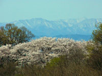桜土手のソメイヨシノと秩父の山々の雪