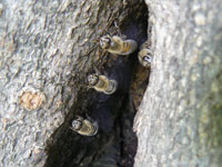 ニホンミツバチの３姉妹