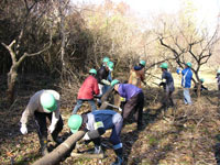 クワの木に取りかかる里山ボランティア参加の方々