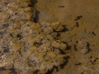 ニホンアカガエルの卵塊からオタマジャクシ