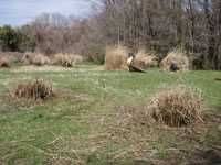 高尾の草原。ススキの刈り取り作業