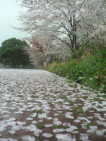 桜の花びらのじゅうたん（センター前）
