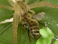 クモVSミツバチ