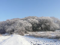 高尾の森の雪景色