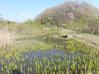 湿地風景