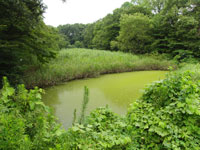 ふれあい橋上流の池、アカマクミドリムシ緑色