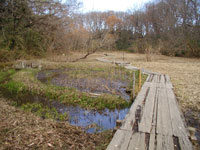 ヨシ刈り後の湿地