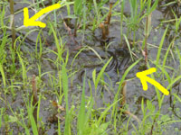湿地でドジョウが産卵行動！