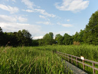 湿地の風景