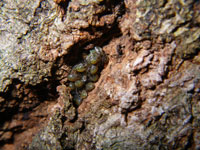クヌギカメムシ２齢幼虫