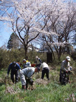 満開の桜と園内管理作業