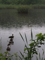 カルガモ親子と雨の高尾の池