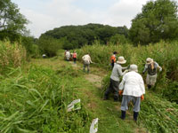園内管理ボランティア「湿地のヨシ刈り」