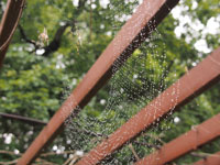 クモの網に雨粒
