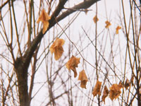 カラスウリ枯れ葉