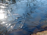 とんぼ池氷の紋