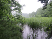 雨の湿地