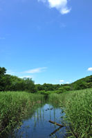 青空と湿地