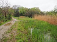 新緑の湿地とイタチ