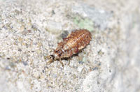 ヨツボシクサカゲロウの幼虫