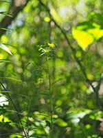 タカトウダイの花