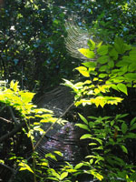 ジョロウグモとオオシロカネグモの網