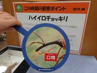 コナラの若いドングリのついた小枝