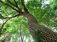 コナラの樹皮と木漏れ日
