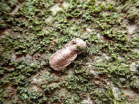 ヒゲナガガの幼虫
