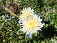 �V���o�i�^���|�|