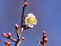 ウメの花