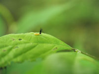 イチモンジカメノコハムシの幼虫
