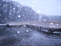 雪の八ツ橋