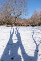 雪と樹影